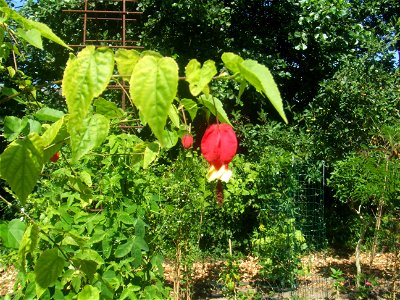 Abutilon megaptamicum, picture taken at he Passiflorahoeve in Harskamp, The Netherlands