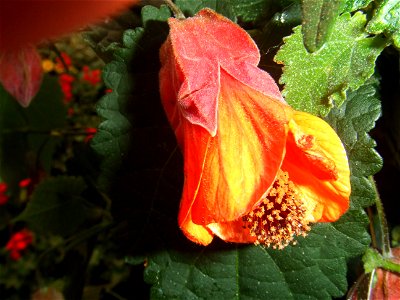 Abutilon megapotamicum2