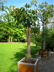 Pseudobombax ellipticum in the Botanischer Garten der Universität Würzburg, Würzburg, Germany.