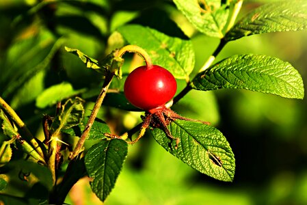 Food nutrition healthy