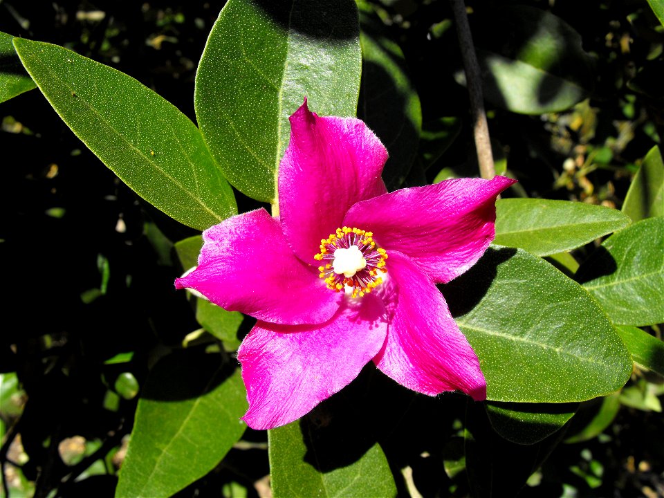 Lagunaria patersonia at Quail Botanical Gardens in Encinitas, California, USA.