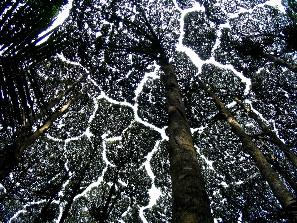 Canopy of Dryobalanops aromatica in Forest Research Center - Kuala Lumpur