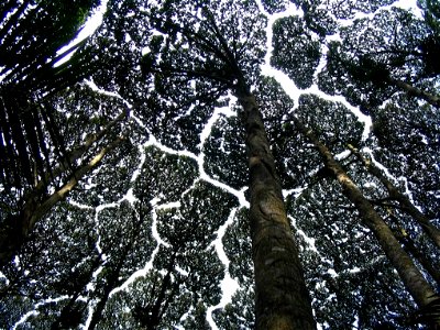 Canopy of Dryobalanops aromatica in Forest Research Center - Kuala Lumpur