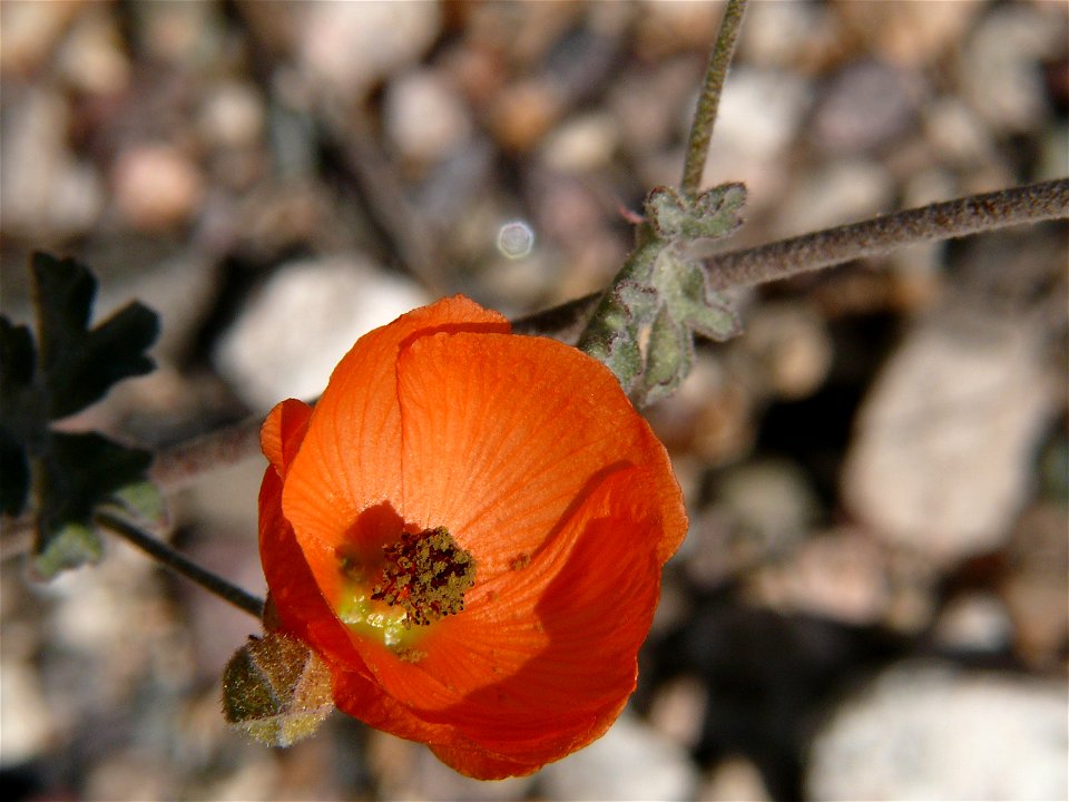 Desert Globemallow, also known as Apricot Mallow, Sphaeralcea ambigua  ssp. ambigua (A. Gray).  

Photo taken at Sabino Canyon Preserve, in the Sonoran Desert, near Tucson, Arizona.
