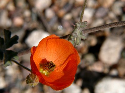 Desert Globemallow, also known as Apricot Mallow, Sphaeralcea ambigua ssp. ambigua (A. Gray). Photo taken at Sabino Canyon Preserve, in the Sonoran Desert, near Tucson, Arizona. photo