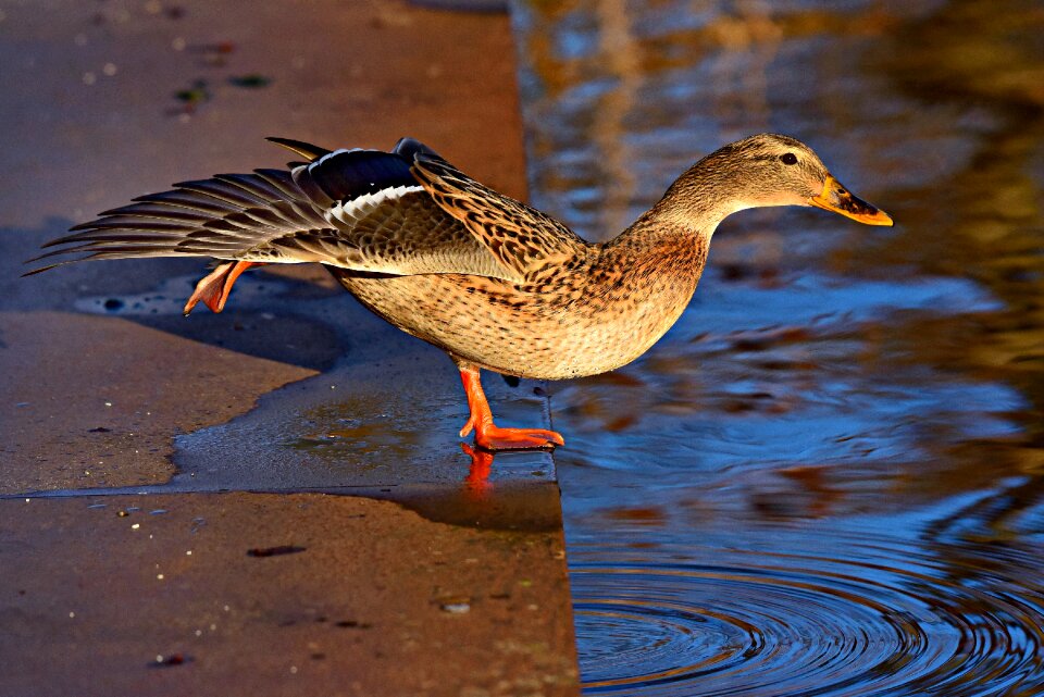 Animal female plumage