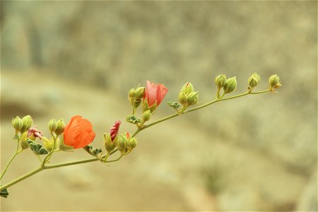 NPS/Hannah Schwalbe
