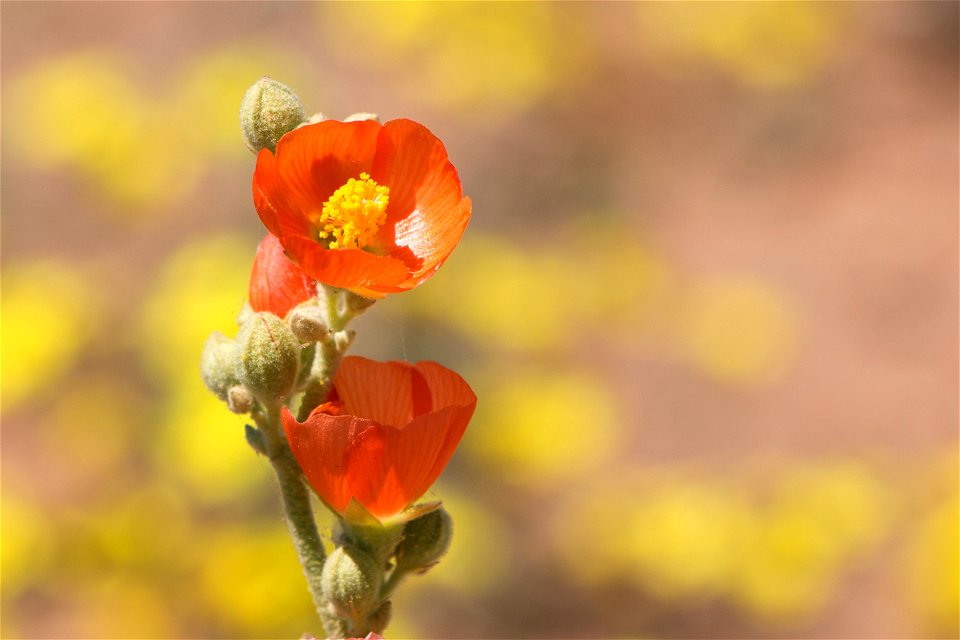 NPS/Hannah Schwalbe
