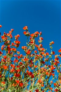 NPS / Alessandra Puig-Santana alt text: small orange flowers growing on green stems against the blue sky. photo