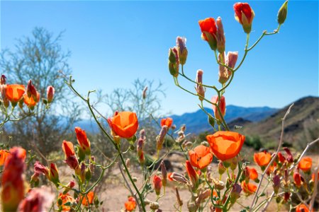 NPS / Emily Hassell Alt text: Red-orange desert globemallow (Sphaeralcea ambigua) glow in the sun against a backdrop of distant blue mountains. photo