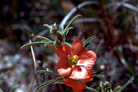 Image title: Desert mallow flower
Image from Public domain images website, http://www.public-domain-image.com/full-image/flora-plants-public-domain-images-pictures/flowers-public-domain-images-picture