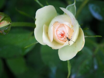 Grasshopper garden spring