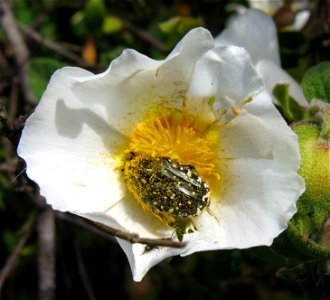 Cisto femmina in impollinazione photo