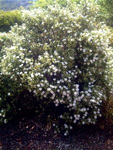 Cistus salviifolius in Dehesa Boyal de Puertollano, Puertollano, Ciudad Real, Spain