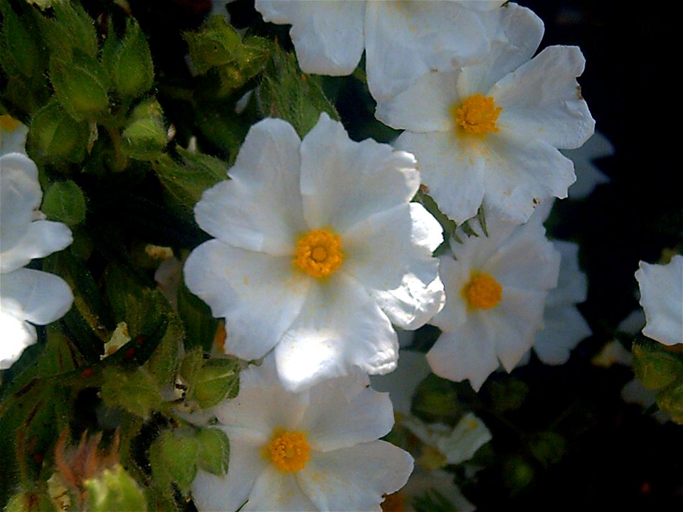 Cistus salviifolius in Dehesa Boyal de Puertollano, Puertollano, Ciudad Real, Spain photo