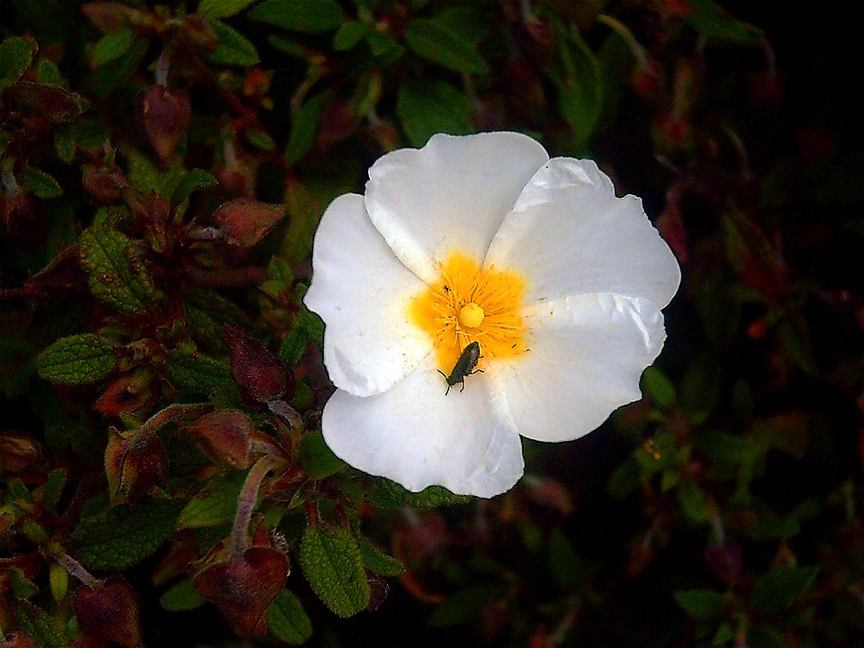 Cistus saviifolius flower close up, Sierra Madrona, Spain