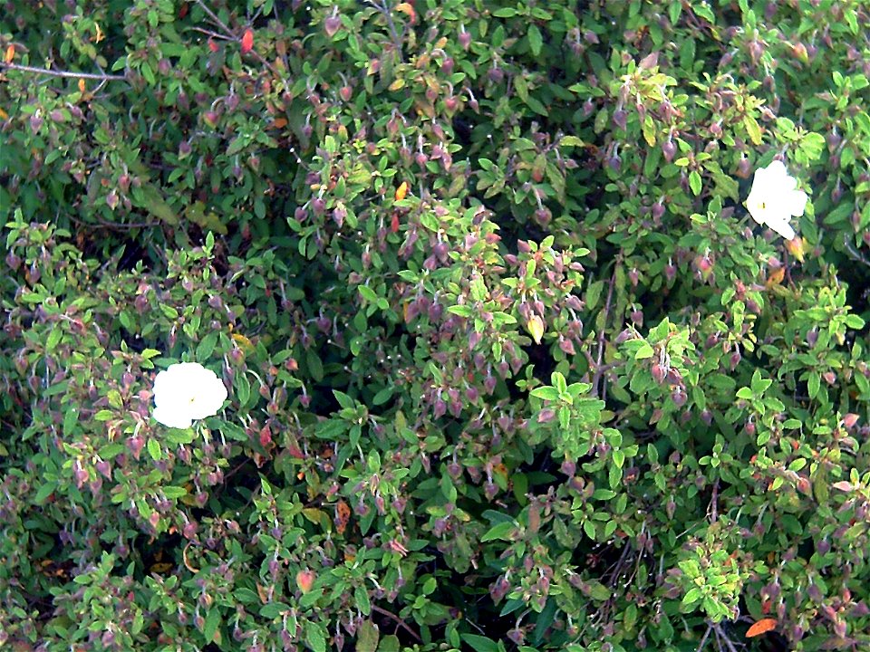 Cistus saviifolius plant, Sierra Madrona, Spain