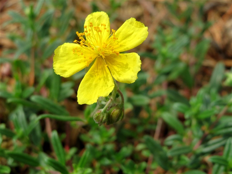 Gelbes Sonnenröschen (Helianthemum nummularium) im Naturschutzgebiet Hirschacker und Dossenwald