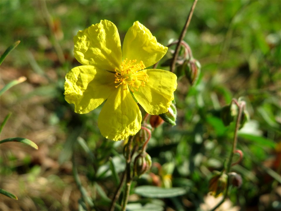 Gelbes Sonnenröschen (Helianthemum nummularium) an den Oftersheimer Dünen