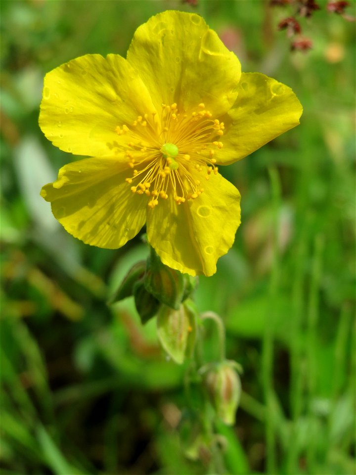 Gelbes Sonnenröschen (Helianthemum nummularium) am Geißböckelgraben bei Philippsburg
