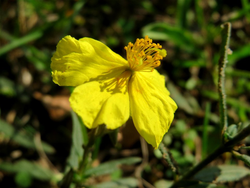 Gelbes Sonnenröschen (Helianthemum nummularium) an den Oftersheimer Dünen