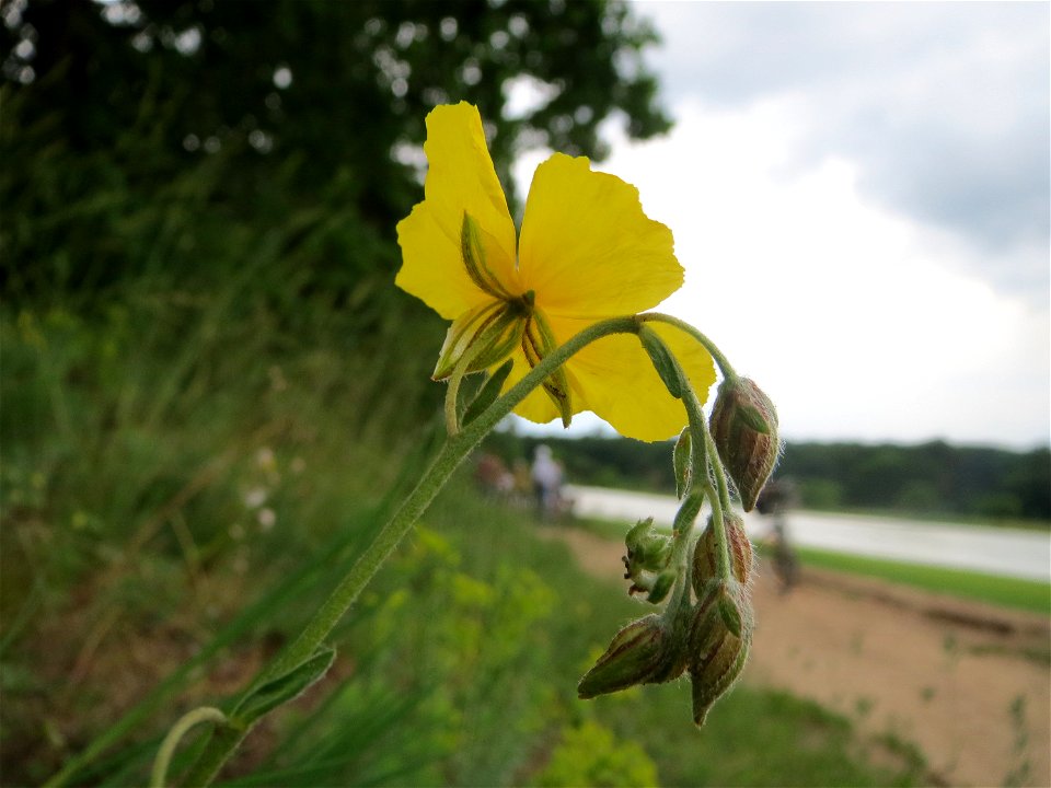 Gelbes Sonnenröschen (Helianthemum nummularium) auf dem Dreieichenbuckel im Naturschutzgebiet „Oftersheimer Dünen“