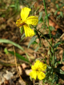 Gelbes Sonnenröschen (Helianthemum nummularium) an den Oftersheimer Dünen photo
