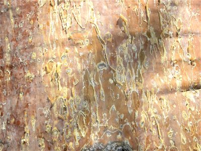 Particolare della corteccia di Adansonia fony nella Riserva naturale Reniala