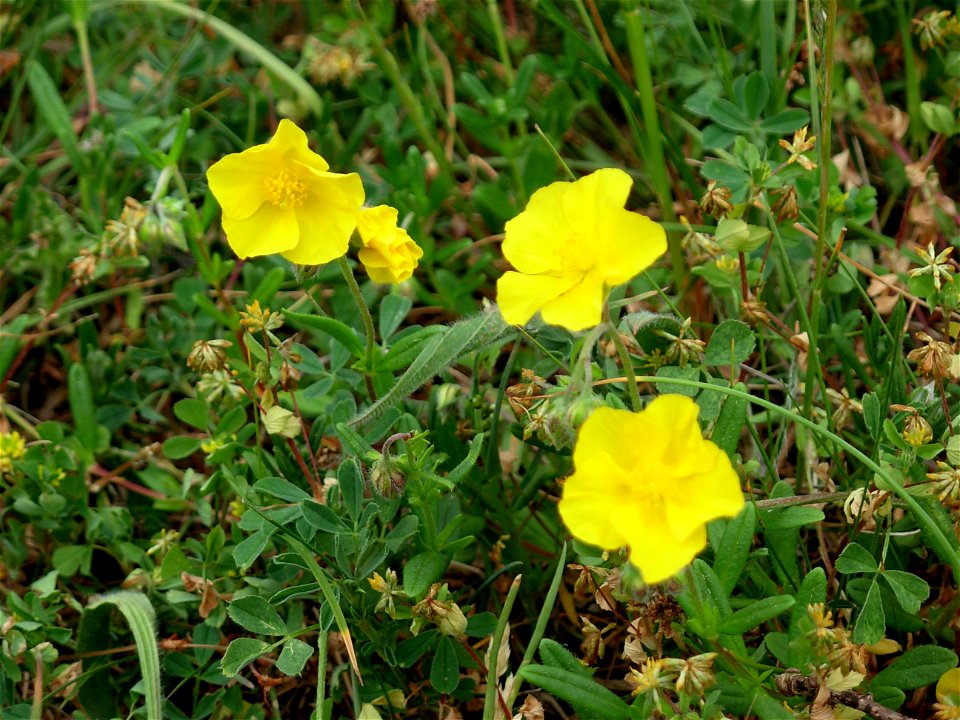 Ljus solvända nära Gråborg, Öland (Helianthemum nummularium)

 Сонцецвіт
Русский:  Сонцецвет