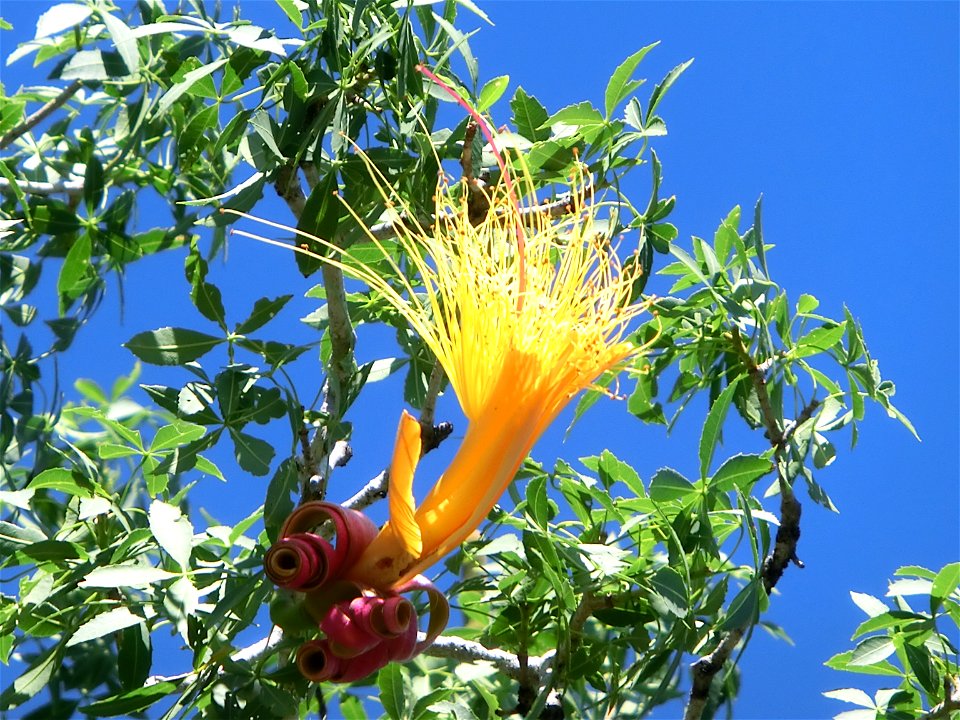 Fiore di Adansonia fony nella Riserva naturale Reniala