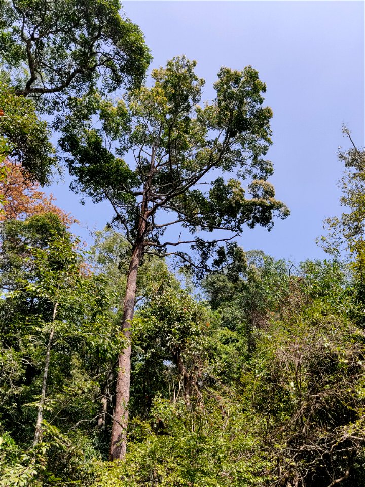Hopea parviflora in the Anamalai Hills, India