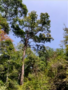 Hopea parviflora in the Anamalai Hills, India photo
