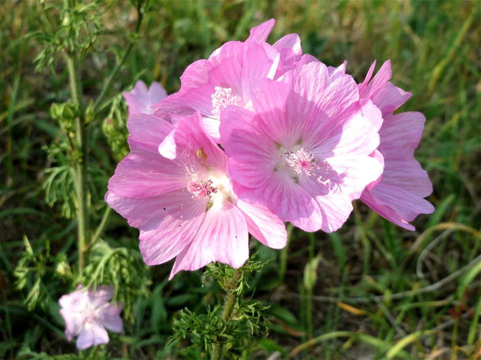 Rosen-Malve (Malva alcea) in Neulußheim