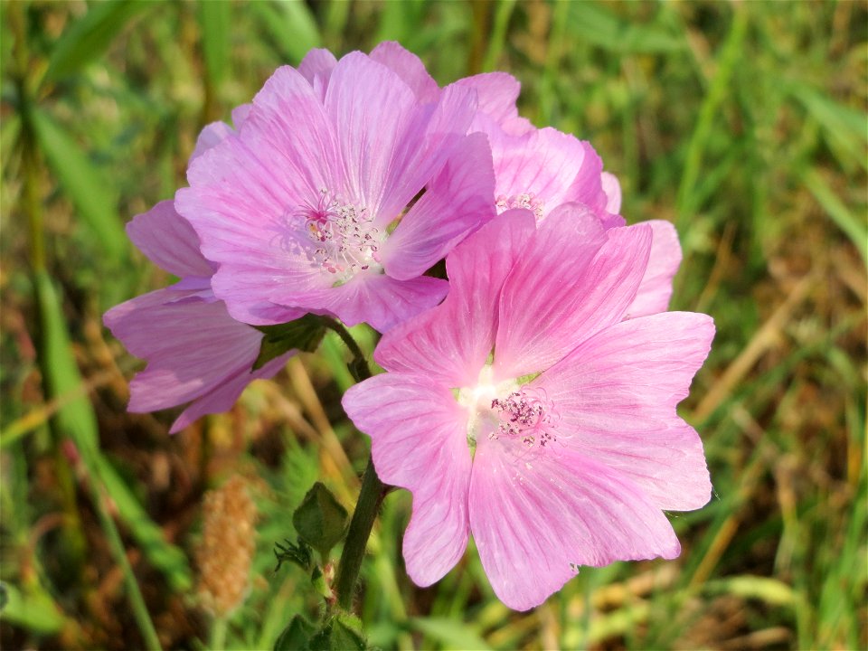 Rosen-Malve (Malva alcea) in Neulußheim