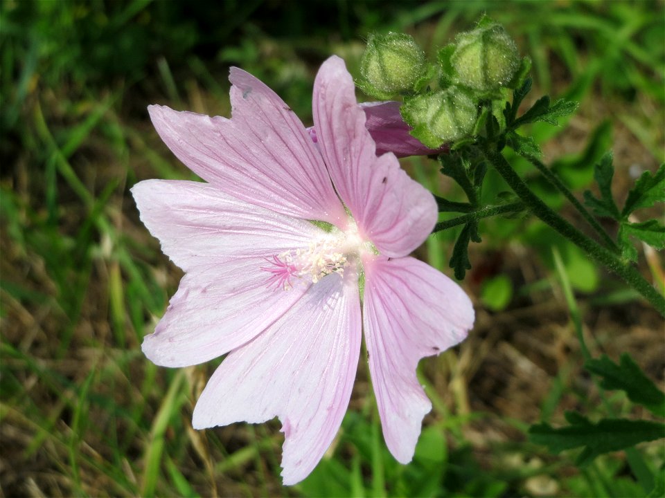 Rosen-Malve (Malva alcea) bei Reilingen