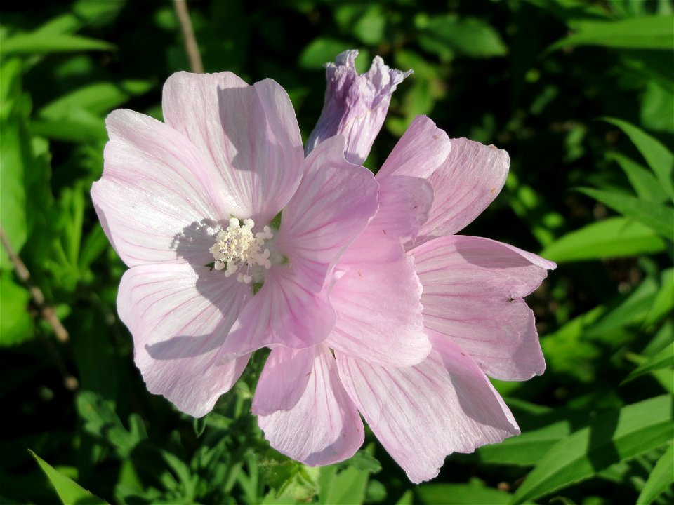 Rosen-Malve (Malva alcea) im Schwetzinger Hardt photo