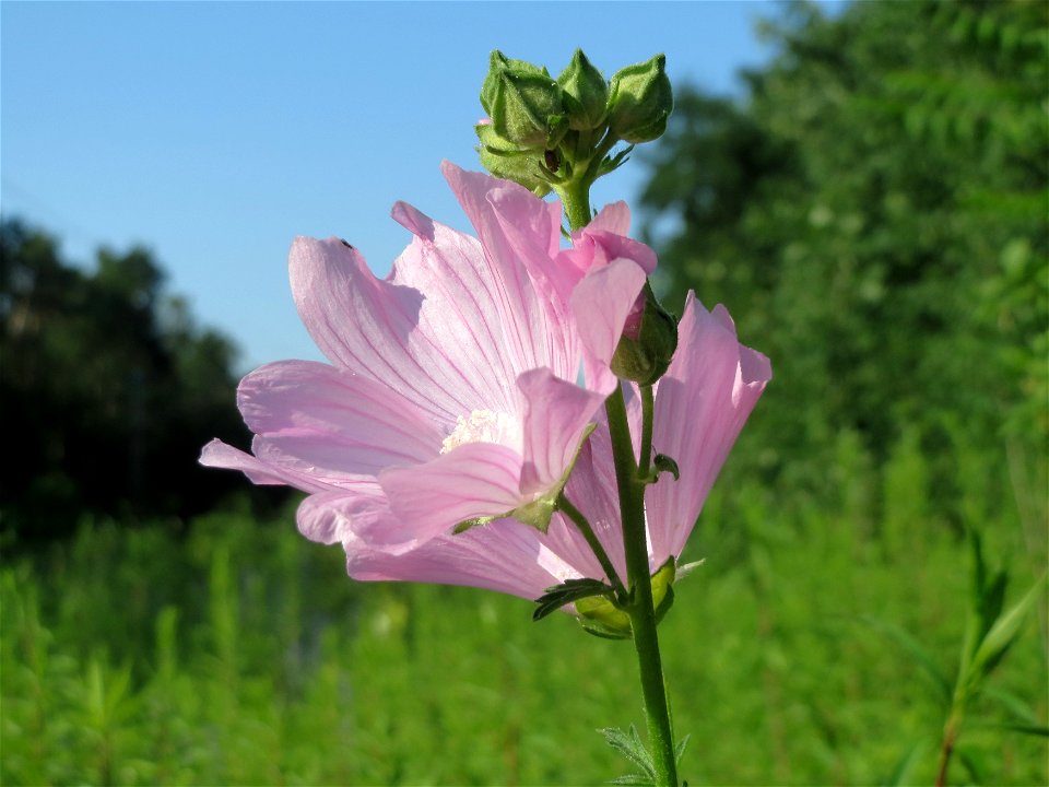 Rosen-Malve (Malva alcea) im Schwetzinger Hardt photo