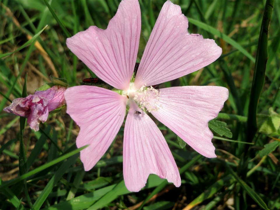 Rosen-Malve (Malva alcea) im Hockenheimer Rheinbogen