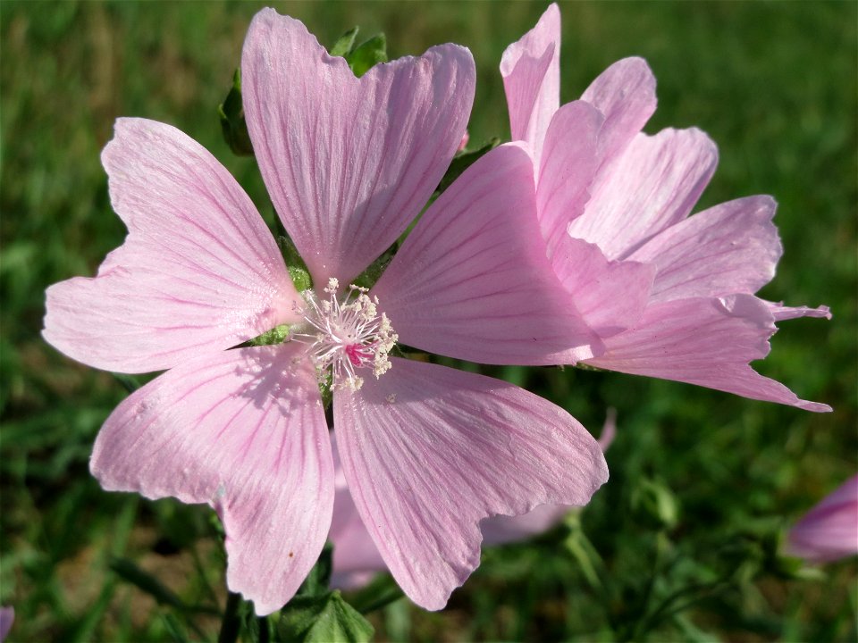 Rosen-Malve (Malva alcea) im Hockenheimer Rheinbogen