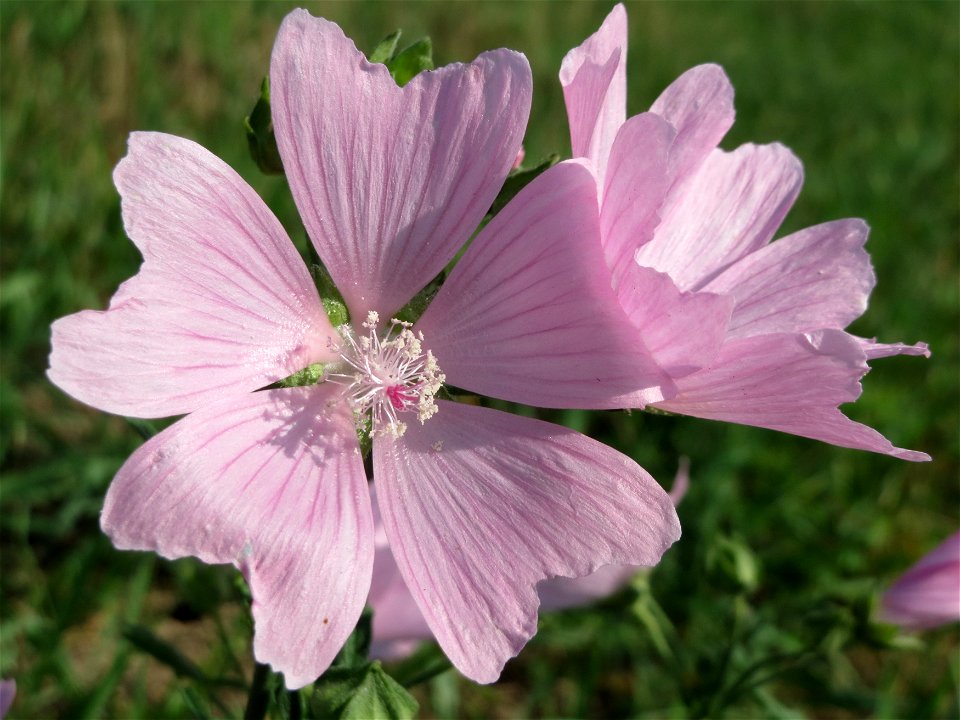 Rosen-Malve (Malva alcea) im Hockenheimer Rheinbogen photo