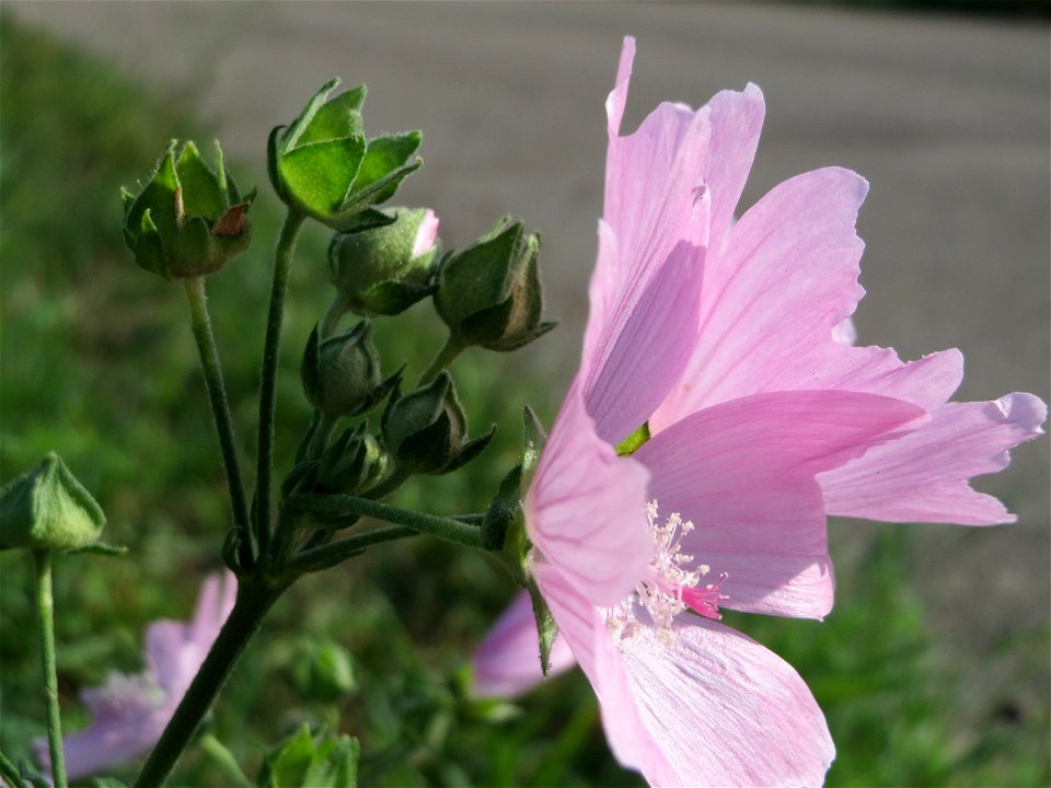Rosen-Malve (Malva alcea) im Hockenheimer Rheinbogen