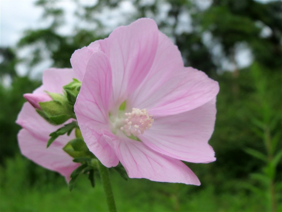 Rosen-Malve (Malva alcea) im Schwetzinger Hardt photo