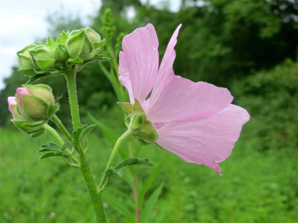 Rosen-Malve (Malva alcea) im Schwetzinger Hardt photo