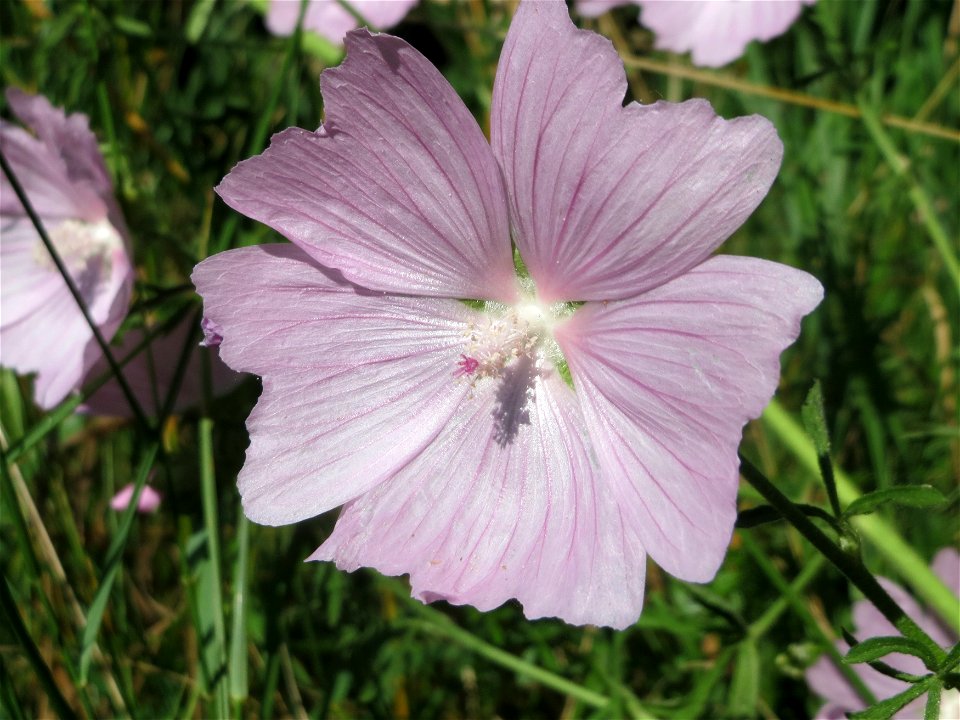 Rosen-Malve (Malva alcea) bei Reilingen