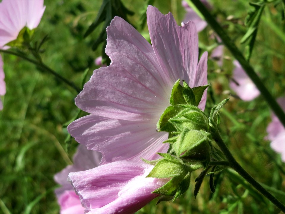 Rosen-Malve (Malva alcea) bei Reilingen
