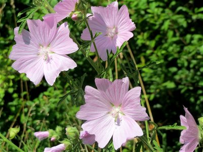 Rosen-Malve (Malva alcea) bei Reilingen