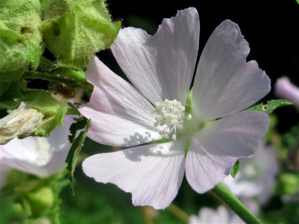 Rosen-Malve (Malva alcea) im Landesgartenschaupark Hockenheim