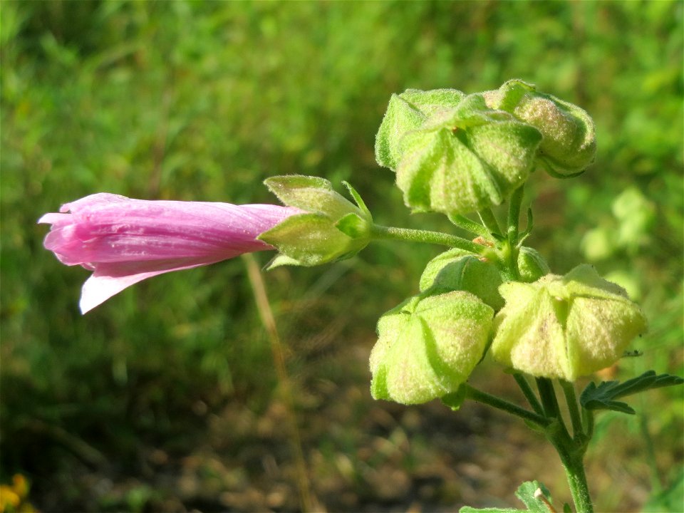 Rosen-Malve (Malva alcea) im Schwetzinger Hardt