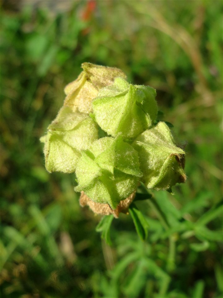 Rosen-Malve (Malva alcea) im Schwetzinger Hardt
