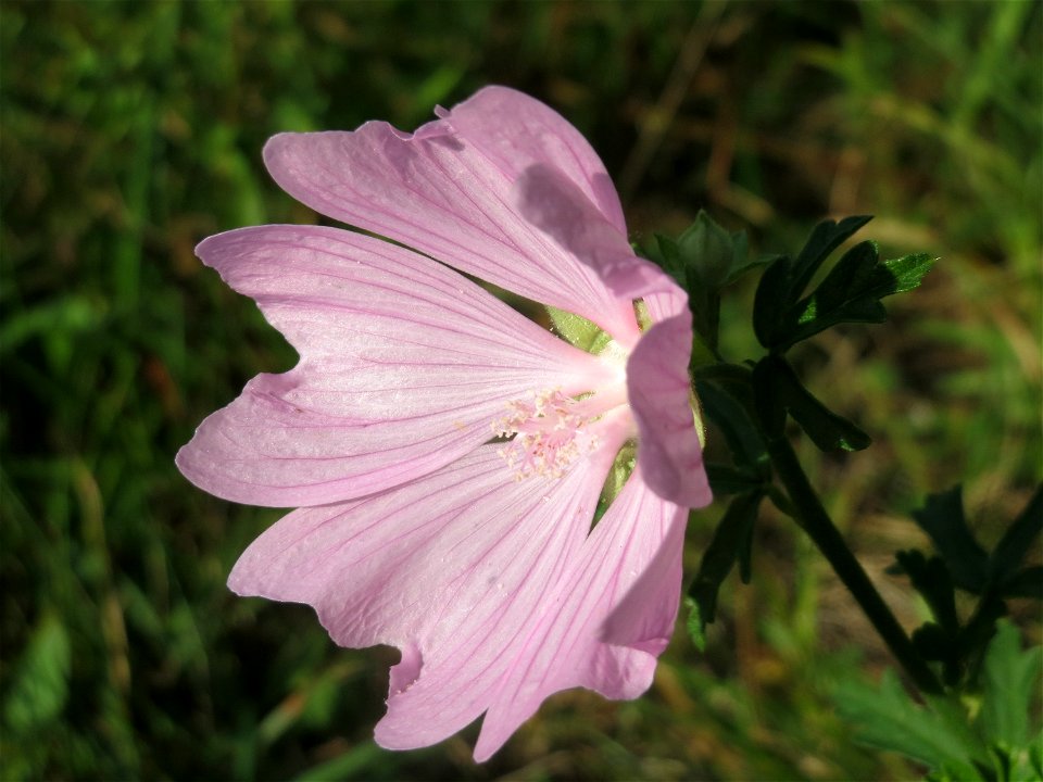 Rosen-Malve (Malva alcea) im Schwetzinger Hardt